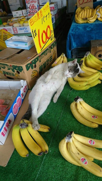 catasters:
