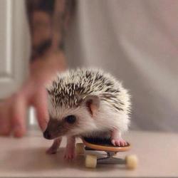 pomposidadpomposa:  ♥ More lovely hedgehogs