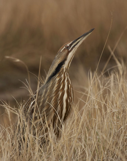 typhlonectes:American Bittern (Botaurus lentiginosus)American Bitterns are relatively common wading 