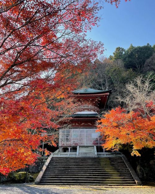 ’ ’ 【紅葉の京都】法輪寺 ’ ’ 朝陽で輝く紅葉 ’ ’ 2021.11.25撮影 ’ ’ #kyo