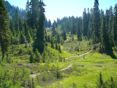 silvaris: Alpine meadow in the Cascades, USA  (source)