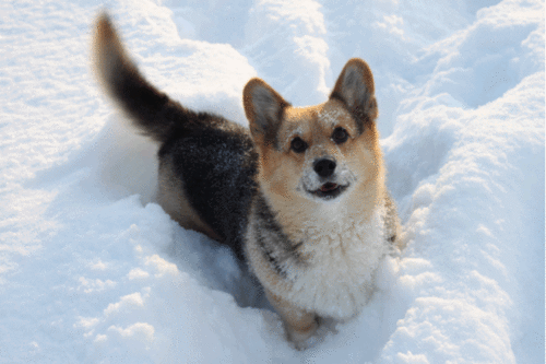 comuss:  Dogs playing in the snow. :) 