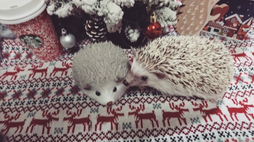 ❄❄❄On the first day of Christmas my true love gave to me A hedgehog under a Christmas tree ❄❄❄