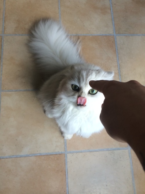 animalsdancing:BOOP!