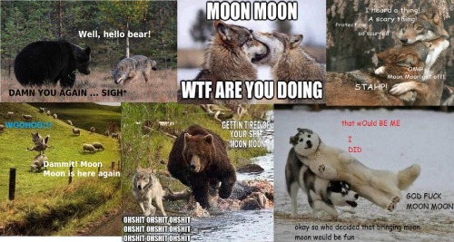 adventurelly:  Moon Moon hunting :D Hope you like it… 