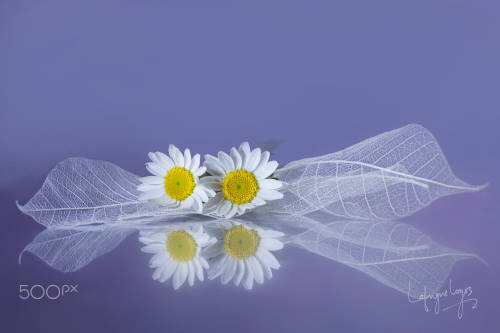 Silent Love by Lafugue Logos