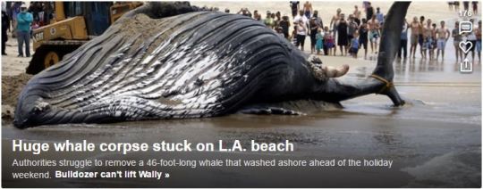 Dead whale stuck on Los Angeles beach ahead adult photos