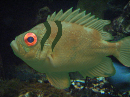 Sky and me were at the Aquarium and all of a sudden&hellip; LAGOON BOY FISH