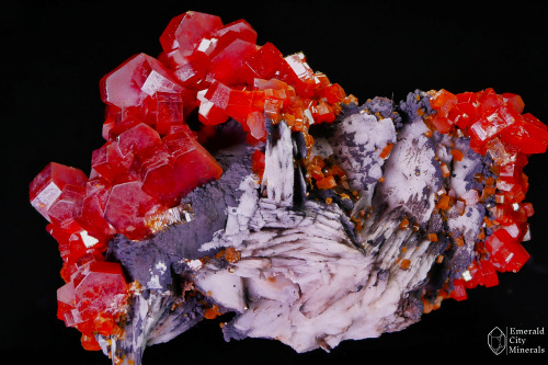 Translucent, cherry red Vanadinite (Pb5(VO4)3Cl) crystals on white bladed Baryte (BaSO4) matrix. Fro