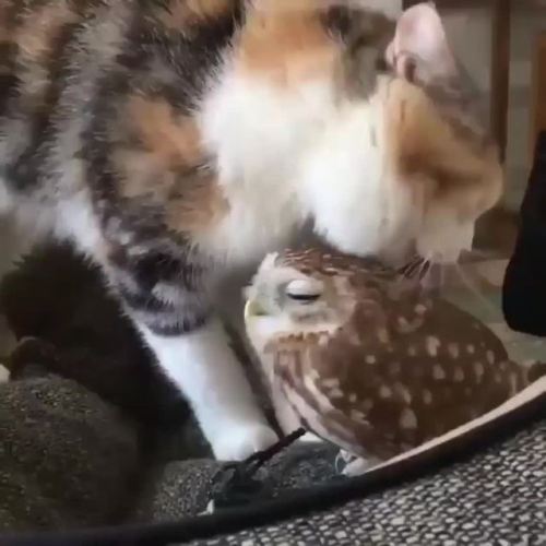 I see a cat bathing an owl, I post a cat bathing an owl