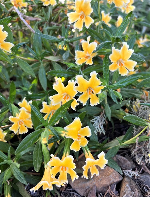 Diplacus grandiflorusThis is one of the “sticky monkey flowers”, formerly placed in Mimulus, but now