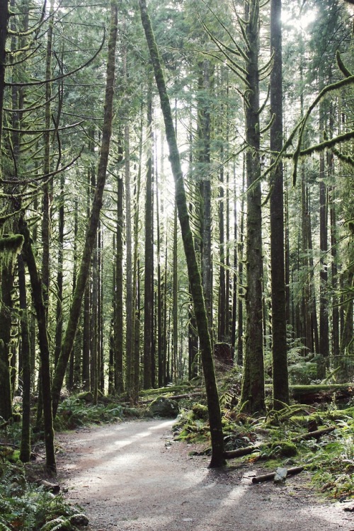 matchbox-mouse: Day spent in the woods. Golden Ears Provincial Park, British Columbia