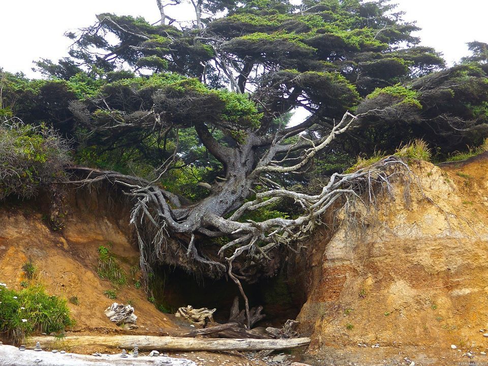 milkywayrollercoaster:  Nature Doesn´t Give Up photos web 
