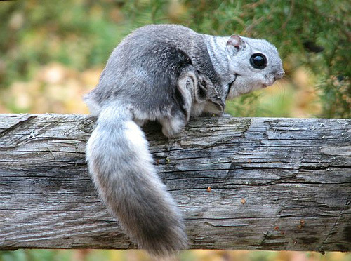 Siberian Flying Squirrel - Pteromys volans
Pteromys volans (Rodentia - Sciuridae) is a small to medium-sized glider squirrel which is distributed in the palearctic region (north of Europe and Asia). They have a membrane that extends between their...