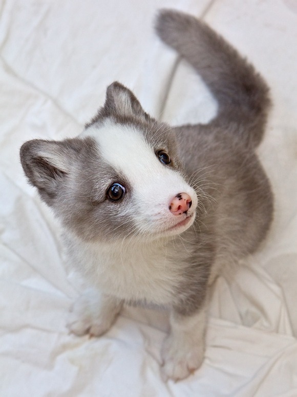 anonymousbuttrue: Cute Arctic Fox Pups The arctic fox, also known as the white fox,