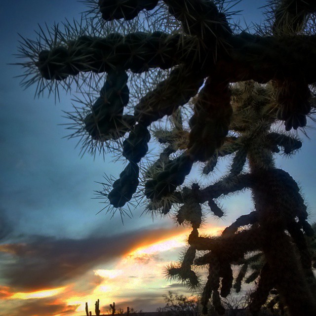 #desert #tucson #sunset #arizona