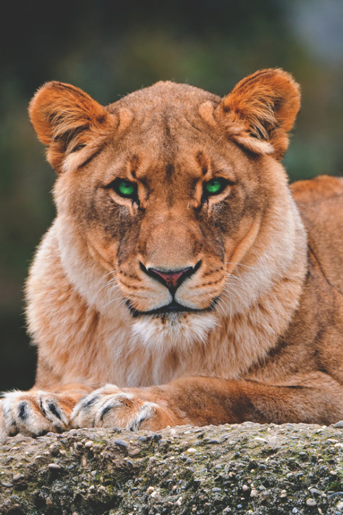 imposingtrends: Lying lioness | ImposingTrends | Facebook | Instagram