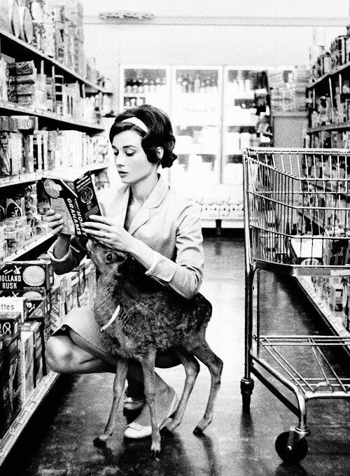 audreyhepburnfacts: Audrey Hepburn brought home Ip the deer from Green Mansions so that the two coul