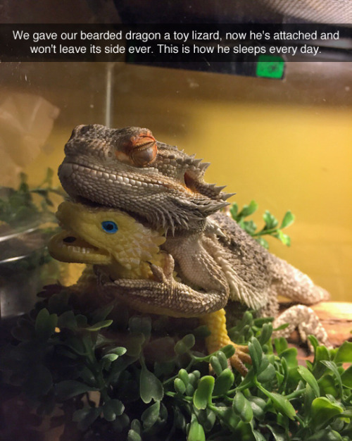 tastefullyoffensive:  (photo by vininnarella)  God damn it lizards are the cutest….