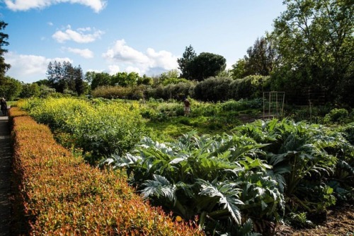 #villagehomes #communitygarden #davisca #nikon #d750 #wine #garden #green #plants #clouds #californ