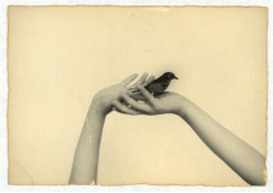 nobrashfestivity: Masao Yamamoto