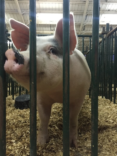 Tennessee state fair participant.Nashville, TN