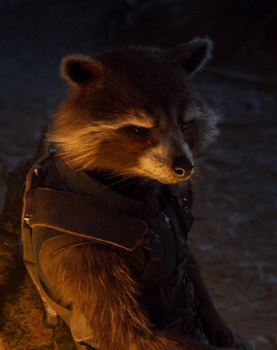 The Racoon Seduced Me