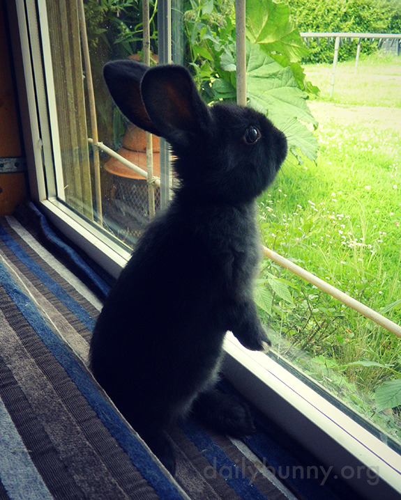 dailybunny:  Bunny Is Filled with Wonder at All That Greenery Thanks, Johanne and