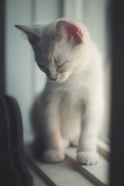 visualempire:  Soft kitty |   Jaclyn Tanemura   | VE