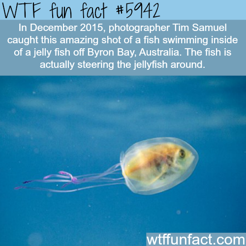 wtf-fun-factss:
“ Fish swimming inside a jelly fish - WTF fun facts
”