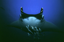 theoceaniswonderful:  Manta Ray 2 by a.j.mck