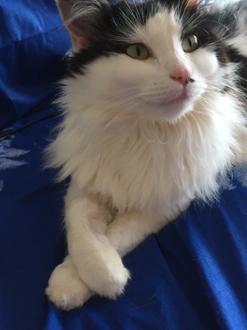 coldflash-lenarry: When your cat looks like a model…. rock that mane darling!