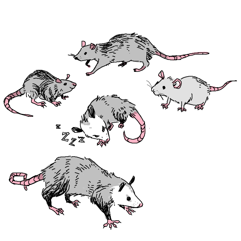peripheralsun:   transparent possums :-) 