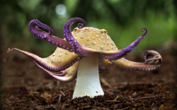 der-schwartzenmann:  sixpenceee:  A well done photoshop of a merge of a mushroom and an octopus.   Shroomtopus. 