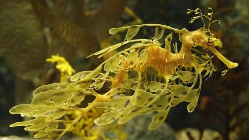 lovingexotics: Leafy Sea DragonPhycodurus equesSource: Here