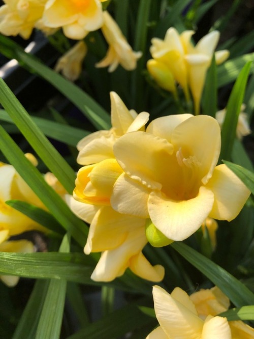 plantsarefriendssometimesfood:yellow freesia