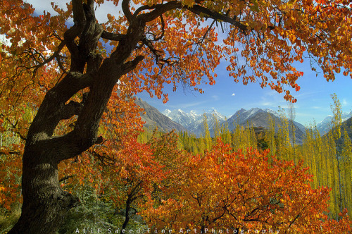 Autumn Glory.. by M Atif Saeed on Flickr.