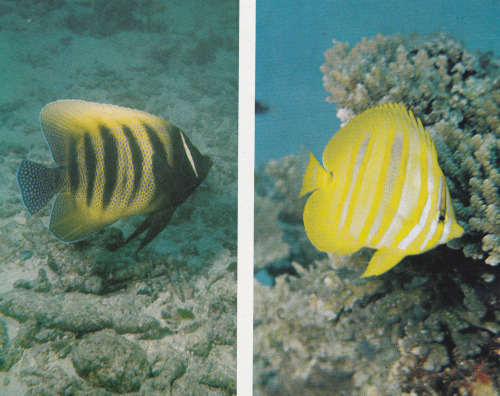 plant-scans: Six-Banded Angel Fish (left) and Rainford’s Butterfly Fish, The Great Barrier Ree