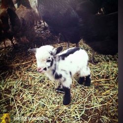 babygoatsandfriends:  @Regrann from @sunforseedlings  -  Baby! #farmbasededucation #babygoat - #regrann