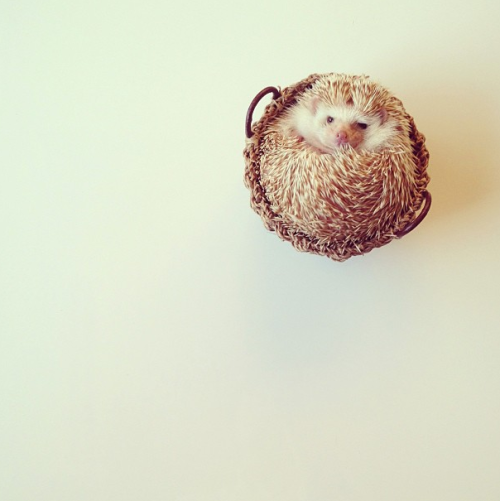 nonsolokawaii:Darcy The Flying Hedgehog (via)