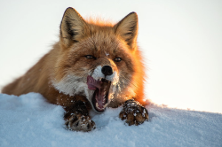 nubbsgalore:  photos of red foxes (vulpes vulpes beringiana) by ivan kislov from chukotka, in russia’s far eastern arctic 