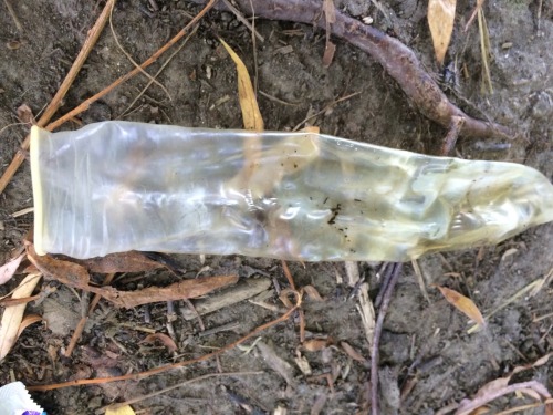 This is the biggest, fattest and sexiest used condom that I’ve ever see! A truly king size con