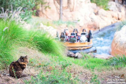 disneylandcats:trekkiebeth:Cats of Disneyland: Francisco | photos by trekkiebethWow, great shot!!