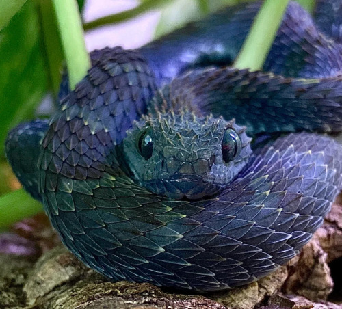 Are Those Pictures Of Bush Vipers Real????? They're The Most Adorable Thing I've Ever Seen