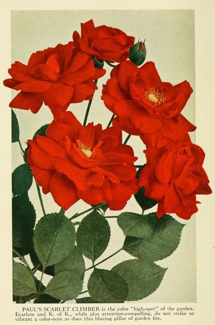 nemfrog: Scarlet climber. How to grow roses. 1923. 