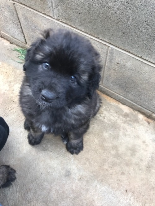 Met Atticus&rsquo; new sister and her littermates and mum! Only 4 more weeks until she comes hom