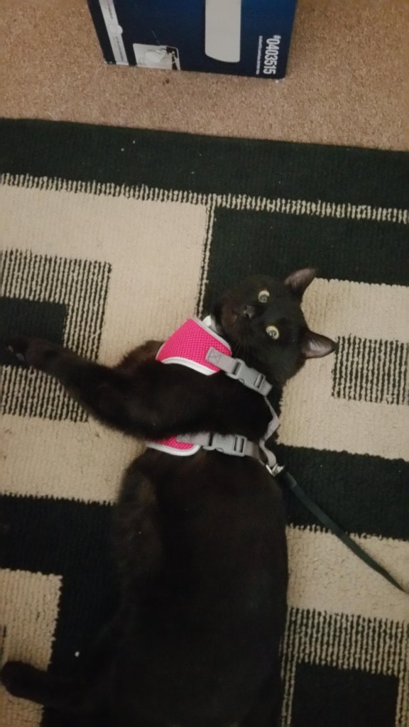 online-cats:  Off to the vet we go!