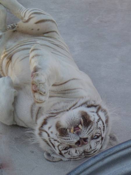 doloresd3:  Kenny, The Tiger with Downs