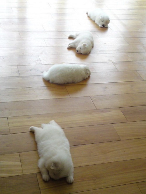awwww-cute:  Leaving a trail behind to find your way back