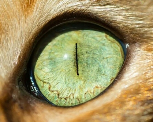  Cat’s eye 